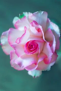 Pink rose background Foto stock