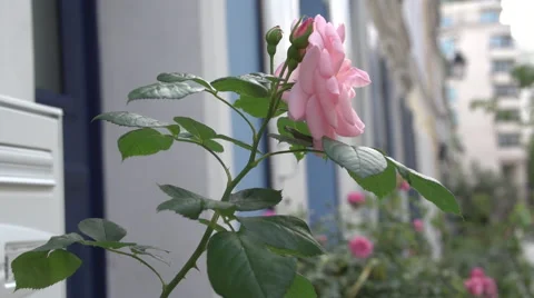 Pink rose on a balcony Stock Footage 50375236