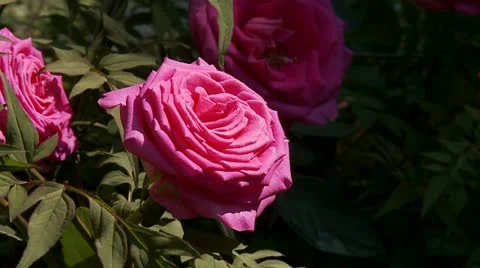 Pink rose being watered Stock Footage 12335897