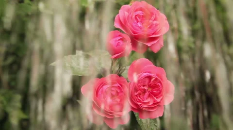 Pink rose with big rain drops in front Stock Footage 67677570