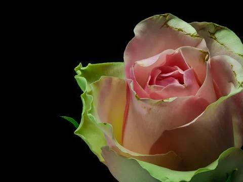 Pink rose on black background, front view Stock Photos