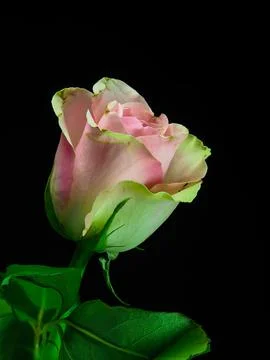 Pink rose on black background, front view Foto stock
