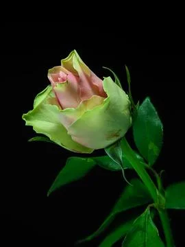 Pink rose on black background, front view Stock Photos