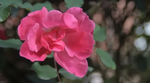 Pink Rose Bloom Blowing in the Wind Stock Footage 50450351