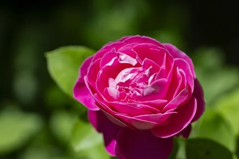 Pink Rose Bloom Close Up Stock Photos