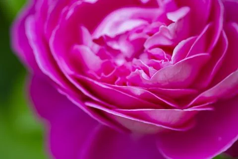 Pink Rose Bloom Close Up Stock Photos