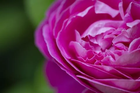 Pink Rose Bloom Close Up Stock Photos