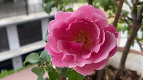 Pink rose in bloom with flying insect near center Stock Footage 313475839