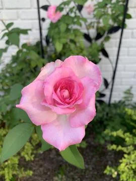 Pink Rose Bloom Foto stock