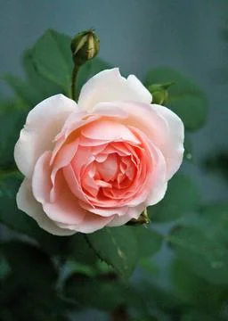 Pink rose bloom Stock Photos