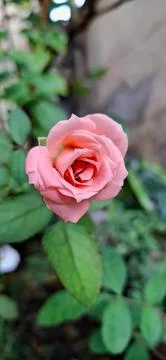 Pink Rose in Bloom Stock Photos