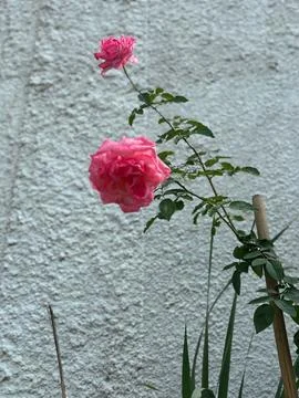 Pink Rose in Bloom Stock Photos