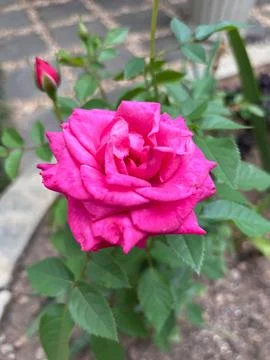 Pink rose in bloom Stock Photos