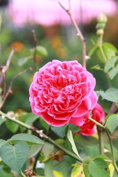 Pink Rose Bloom Stock-Fotos