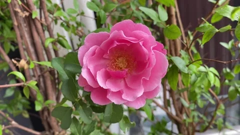 Pink rose in bloom shaking gently with green leaves and woody stems Stock Footage 313475828