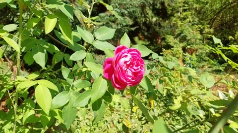 Pink Rose Bloom Swaying Gently in the Wind on a Sunny Summer Day Stock Footage 340960986
