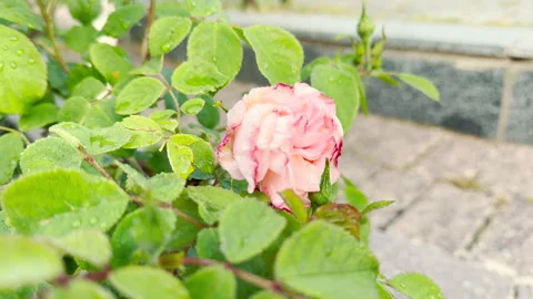 Pink Rose Bloom Unfolds with Dewdrops in a Sunlit Stone Garden Path Stock Footage 336092335
