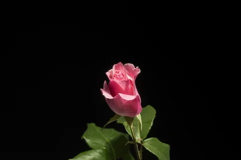 Pink rose blooming Stock-Footage 90094724