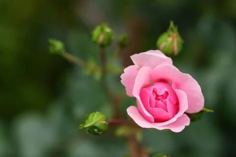 Pink rose blooming in garden with developing buds, representing growth, bea.. Фото