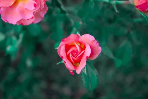 Pink Rose Blooming Stock Photos
