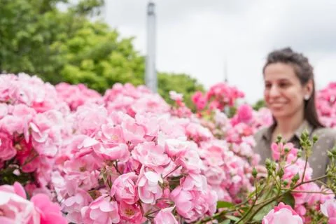 Pink rose blooms in sharp focus in foreground of urban park. smiling woman st Stockfoto's
