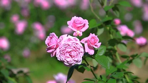 Pink rose blossoming with the Blurry background. Stock Footage 217374130
