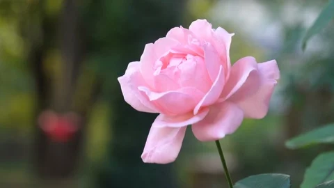 Pink Rose Blowing in the wind Stock Footage 87360241