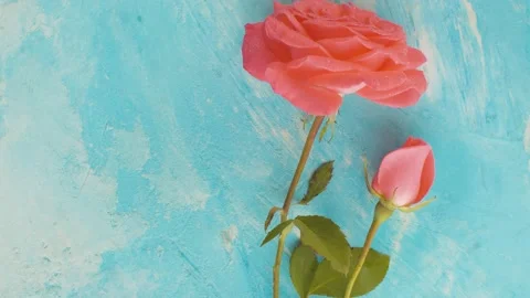 Pink rose on a blue background | Stock Video | Pond5