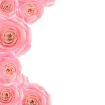 Pink rose border Stock Illustration