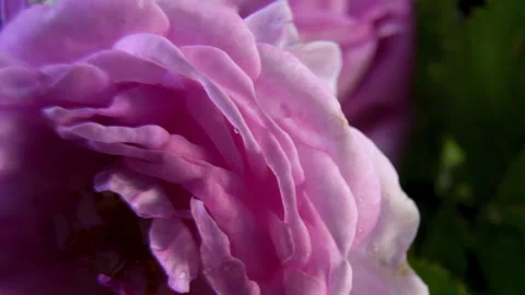 Pink rose botanical specimen rotating against a black background Vidéo 340523739