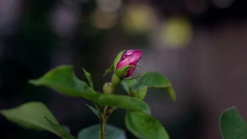 Pink rose bud in a breeze, static footage, garden flower bush, black bg Stock Footage 196473525