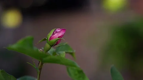 Pink rose bud in a breeze, static footage, garden flower bush, bokeh bg Stock Footage 196476392