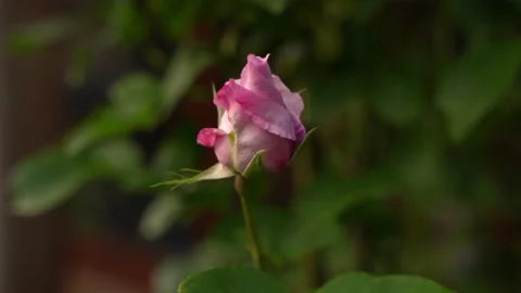 Pink rose bud in a breeze, static footage, summer garden perfect flower bush Stock Footage 196660476