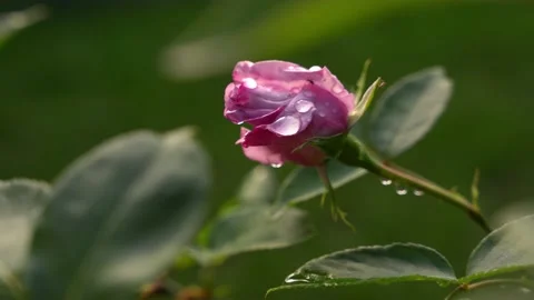 Pink rose bud with dew drops, green bokeh bg, romantic garden flower Stock Footage 196588150