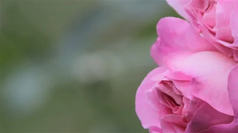 Pink Rose from Bud Fast Pull Focus Macro Close Up 库存影片 41864581