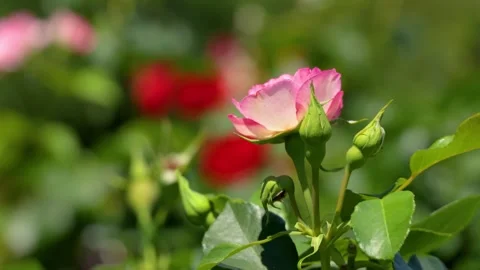 Pink rose bud gently swaying in the breeze outdoors Видео 336352853