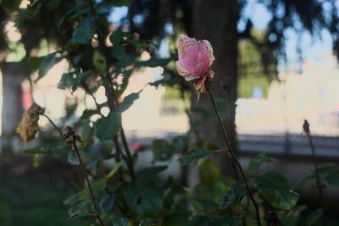 Pink rose bud Stock Photos