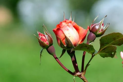 Pink rose bud Stock Photos