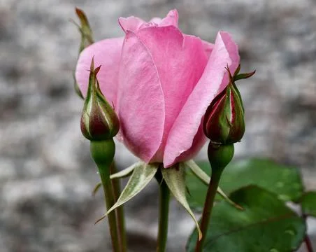 Pink rose bud with two side buds on textured stone background Stock Photos