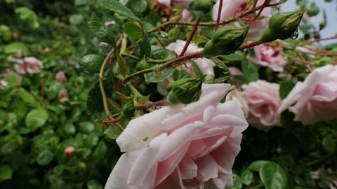 Pink rose bush covered in raindrops slowly blooming Stock Footage 336296997