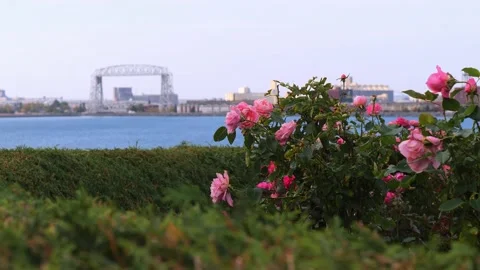 Pink rose bush in focus, Duluth Lift Bridge across water of Lake Superior. Stock Footage 148583172