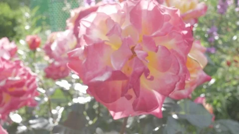 Pink rose bush Stock Footage 77776816