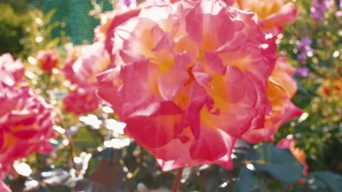 Pink rose bush Stock Footage 77779087