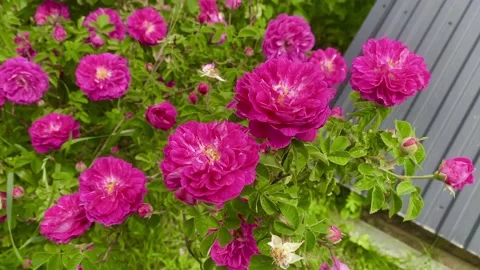 Pink rose bush Stock Footage 137246187