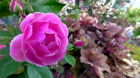 Pink Rose on a bush in a garden Stock Footage