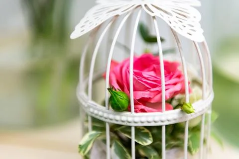 Pink rose in a cage. Stock Photos
