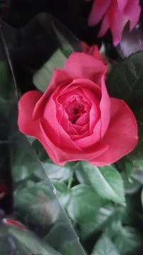 Pink rose in a case Stock Photos
