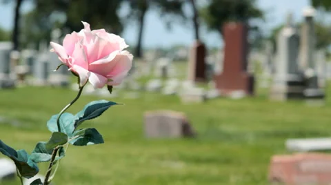 Pink Rose in cemetary Stock Footage 39611351