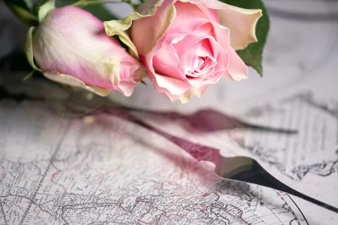 Pink rose on a clock face, clock hands Stock Photos