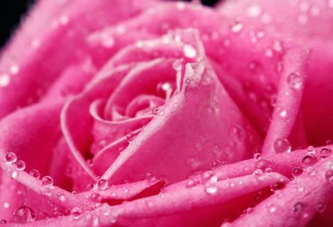 Pink rose close-up as background Stock Photos
